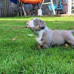Titos - Lilac tri-color female American Bully puppy in Jefferson, Ohio from Blue Fury's