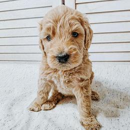 Nordstrom - Cream male Goldendoodle puppy in Everett, Washington from Big Top Doodles