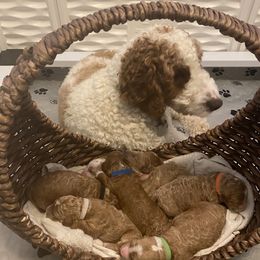 Goldendoodles from Lakeview & Las Vegas Goldendoodles