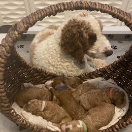 Goldendoodles from Lakeview & Las Vegas Goldendoodles