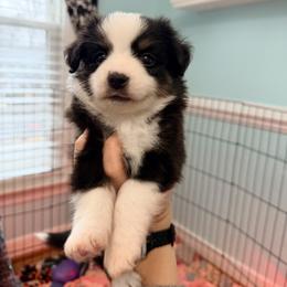 Spotty - Black tri male Miniature Australian Shepherd puppy in Midlothian, Virginia from Scearce breeders