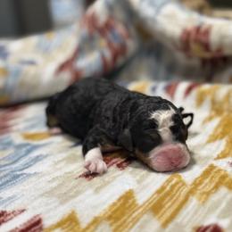 BENELLI - Tri-color male Bernedoodle puppy in Corpus Christi, Texas from The Henke Doodles