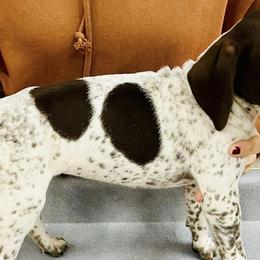 German Shorthaired Pointers from Andre Family Farms & Kennels