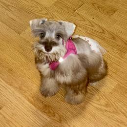 Miniature Schnauzer puppies from Schnauzers of Blue Ridge