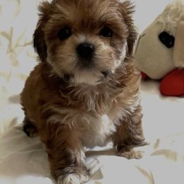 Lhasa Apso Puppies from Tibetan Tails