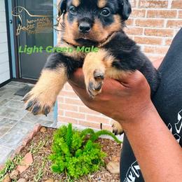Light Green Male - Black and mahogany male Rottweiler puppy in Humble, Texas from Inexorable Haus Early Rotts