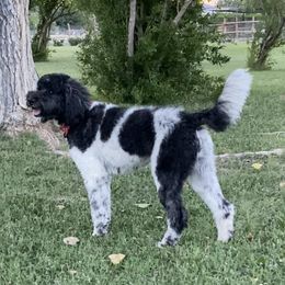 PENNY - Goldendoodle