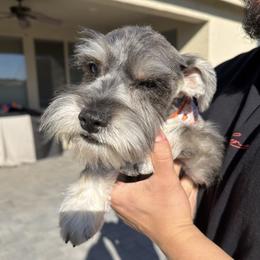Miniature Schnauzer puppies from The Bearded Companions