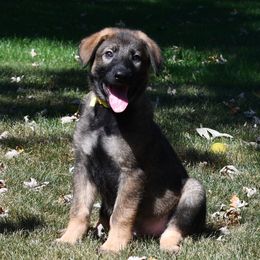 Boy 4 - Sable male German Shepherd puppy in Richland, Pennsylvania from Moonlight Shepherds