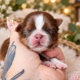 Reese - Liver and white male Shih Tzu puppy in Warren, Michigan from Danielle's Yorkie Babies