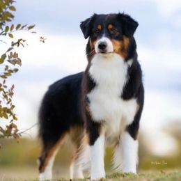 Molly - Australian Shepherd