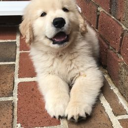 Golden Retriever Puppies from Goldens for You