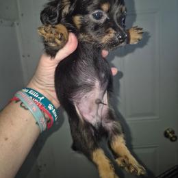 Chiweenie black tan Otter - Black and tan male Dachshund puppy in Madisonville, Tennessee from LaRose Farm & Kennels