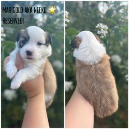 Girl 1 - Pembroke Welsh Corgi puppy in Piedmont, Alabama from Southern Raised Corgis