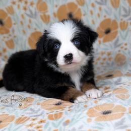 Snuggles - Black tri female Toy Australian Shepherd puppy in Liberty Hill, Texas from Pistol Paws Aussies