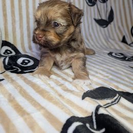 Groot - Chocolate male Havanese puppy in Trinity, Alabama from Tooties Cuties Havanese