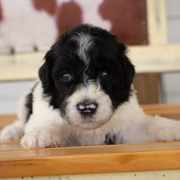 Black white - Black and white male Sheepadoodle puppy in Youngstown, Florida from Wonderland’s Boujie Kennels