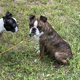 Freya - Brindle and white female Boston Terrier puppy in North Central, Vermont from Windy Valley’s Bostons