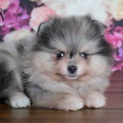 King - Blue merle male Pomeranian puppy in Fultonville, New York from Sandy Aussies & Pomeranians