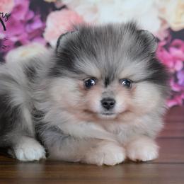 King - Blue merle male Pomeranian puppy in Fultonville, New York from Sandy Aussies & Pomeranians