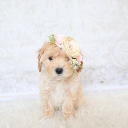 Goldendoodle Puppies from Serene Canyon Doodles