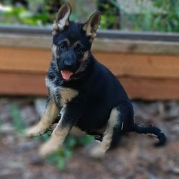 Blue girl - Black and red female German Shepherd puppy in Stevenson, Washington from Sundance Shepherds