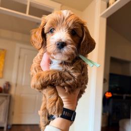 Theodore (Theo) - Red  male Goldendoodle puppy in Olympia, Washington from Salt and Sage Doodles