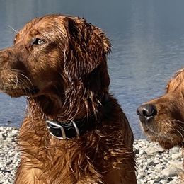 Golden Retrievers from Dove Creek Golden Retrievers