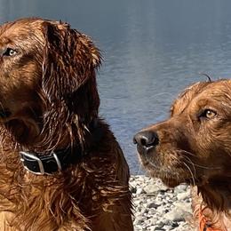 Golden Retrievers from Dove Creek Golden Retrievers