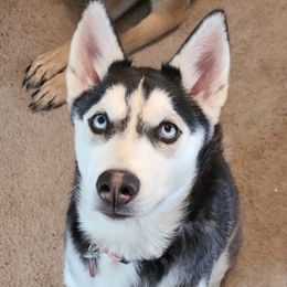 Siberian Huskies from Judi Singer's Siberian Huskies