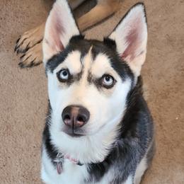 Siberian Huskies from Judi Singer's Siberian Huskies
