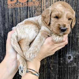 Cocoa Pebbles - Apricot male Goldendoodle puppy in Cambridge, Minnesota from Country Meadow Doodles