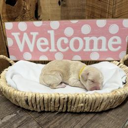 Yellow collar, Female - Apricot female Aussiedoodle puppy in Lavonia, Georgia from H & A Kennels