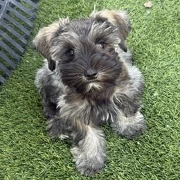 Angel - Salt and pepper female Miniature Schnauzer puppy in Glendale, Arizona from Pipes of Gizzie’s Swamp