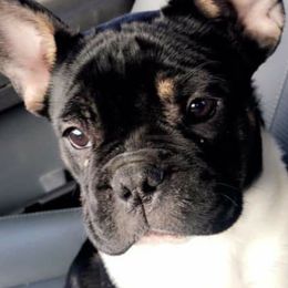 Buster - French Bulldog