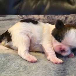Shih Tzu Puppies from Willow Lane Shih Tzus