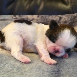 Shih Tzu Puppies from Willow Lane Shih Tzus