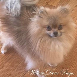 Trixie - Pomeranian
