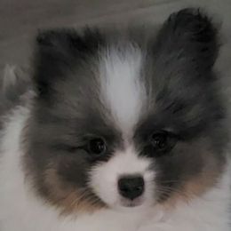 Norm - Blue merle male Pomeranian puppy in Burton, Michigan from Ranger's Pomeranians
