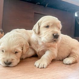 Golden Retriever and Pembroke Welsh Corgi Puppies from Rose n’ Thistle Farm