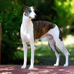 Whippet All Grown Up from Copestone Whippets