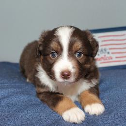 Sparkler - Red tri female Miniature Australian Shepherd puppy in Kissee Mills, Missouri from Clinkenbeard Kennel