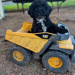 Cavapoo, Cockapoo, Goldendoodle, and Maltipoo Puppies from Perdue Puppies