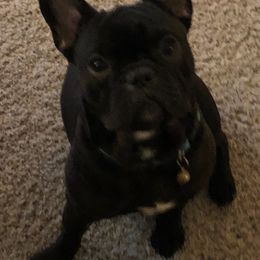 French Bulldogs from The French Connection