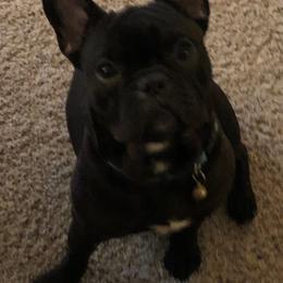 French Bulldogs from The French Connection