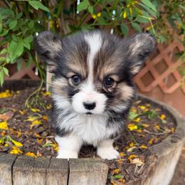 Honey - Black and tan female Pembroke Welsh Corgi puppy in Bakersfield, California from Kern River Corgis