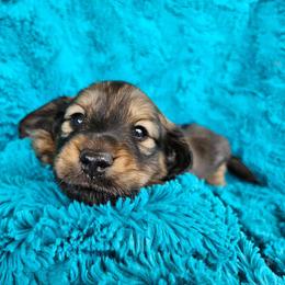 Dachshund Puppies from LovelylilDoxies