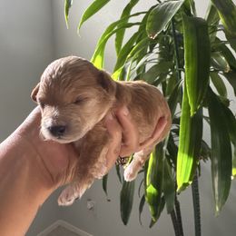 Eve - Apricot female Poodle puppy in Lathrop, California from Jamilette Delatorre's Poodles