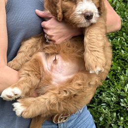 Bernedoodle Puppies from Palmetto Bernedoodles Boutique