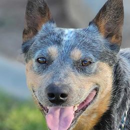 Bear - Australian Cattle Dog